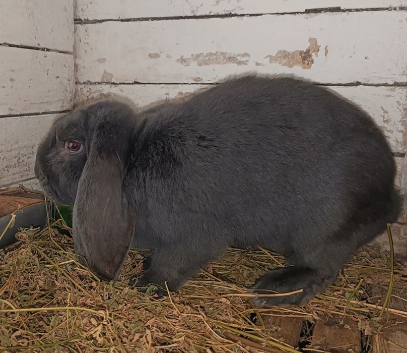 Продаются породистые  кролики