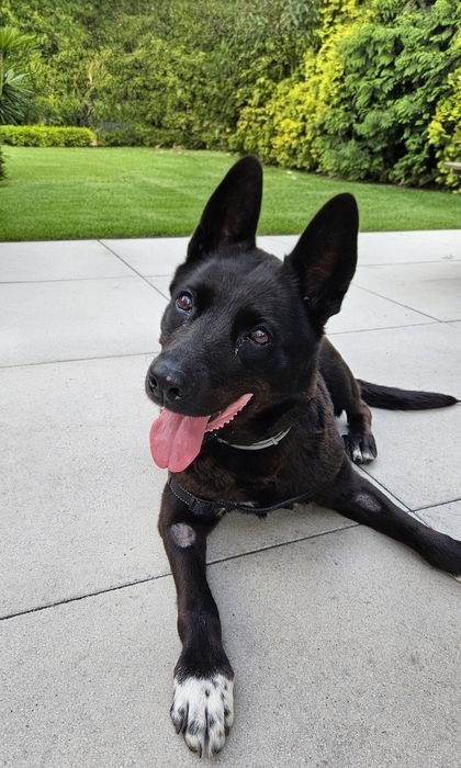 Sonia,suczka w typie owczarka szuka domu