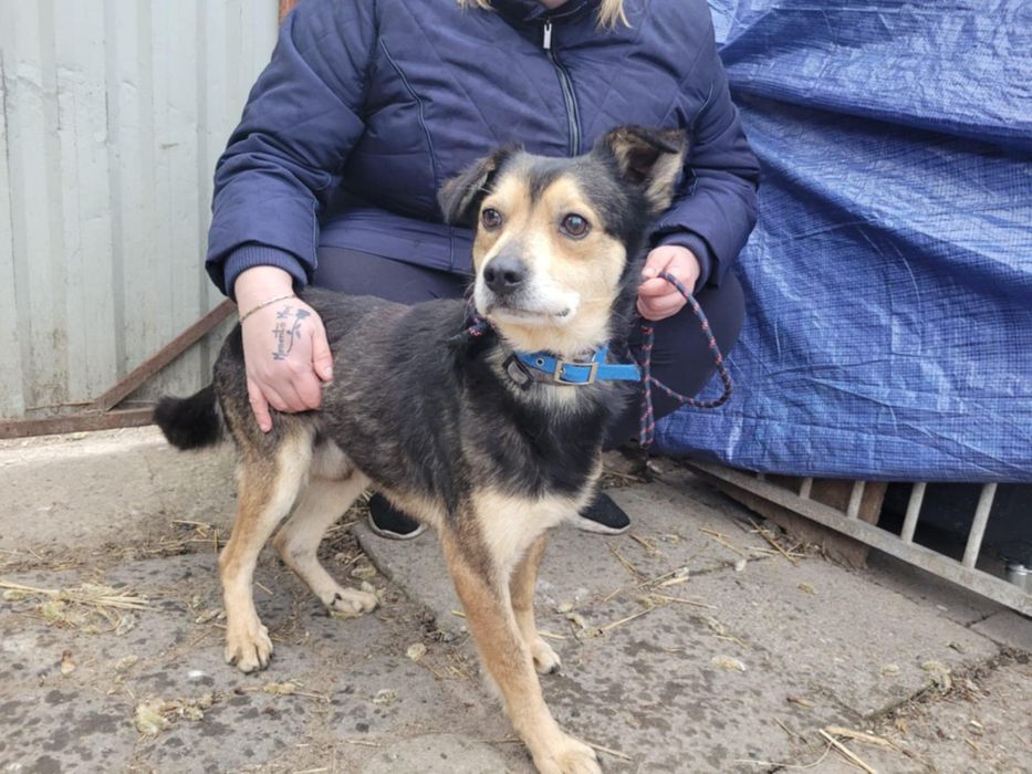 Leszko do adopcji