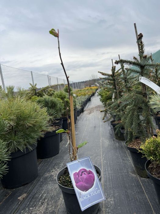 Магнолія Блек Тюліп (Black Tulip)