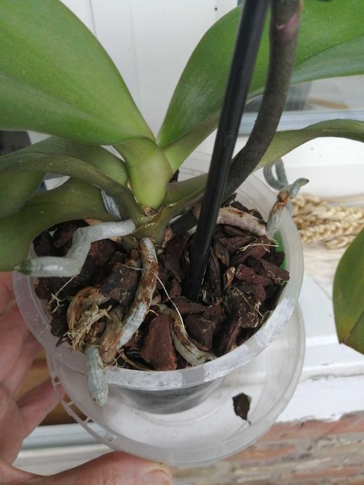 Орхідея Фаленопсис Peaches ( Персик)