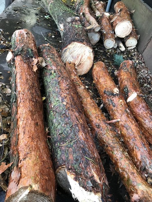 Drewno opałowe, sosna czeremcha