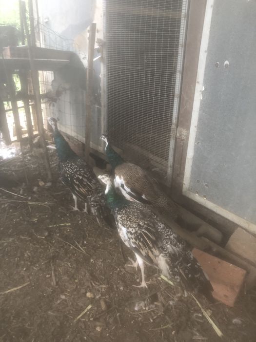 Dispenso casal de pavois