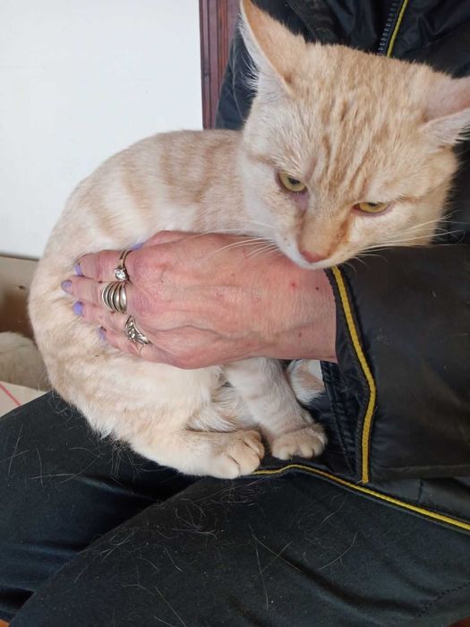 Молодий котик в добрі руки