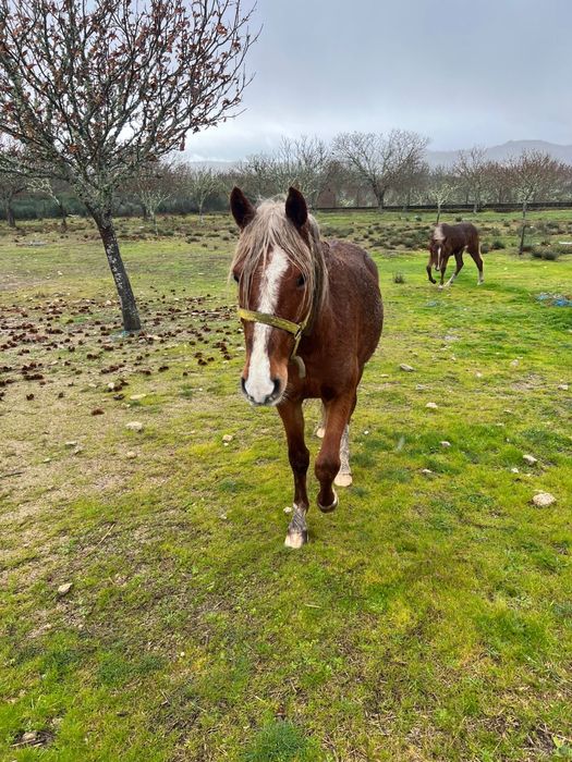 Vendo Cavalos Mansos