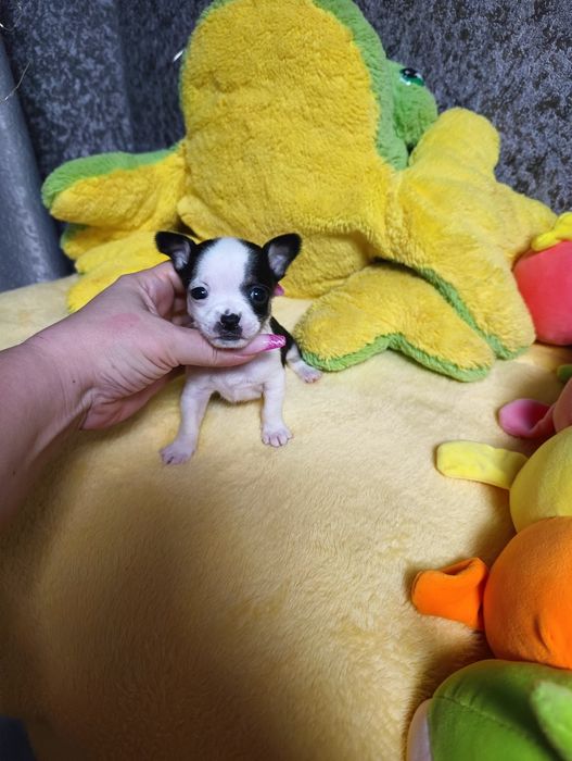 Кукольные мальчики чихуахуа