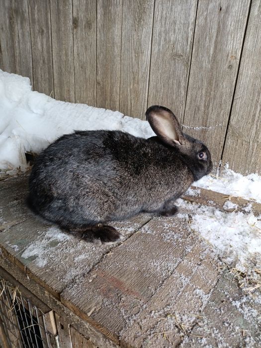 Кріль,  2 шт кролиці та 3шь 2міс.кроленят