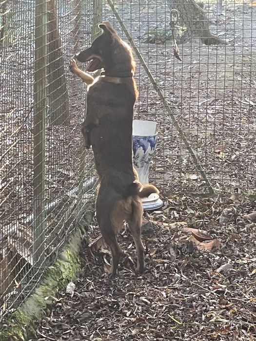 Cadela caça cor de chocolate -DÁ-SE