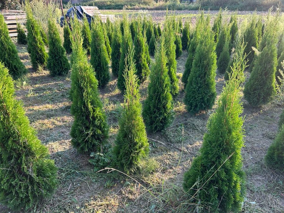 Tuja Szmaragd drzewka Ozdobne