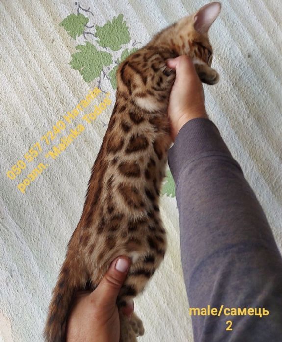 Бенгальський котик з документами клубу