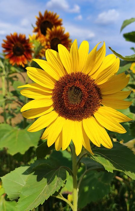 Słonecznik ozdobny na kwiat cięty MATERIAŁ SIEWNY