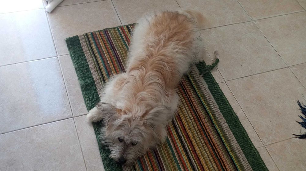 Cadela para adoção – 6 meses