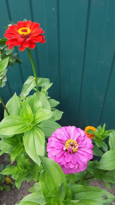 Продам насіння різнокольорових майорів