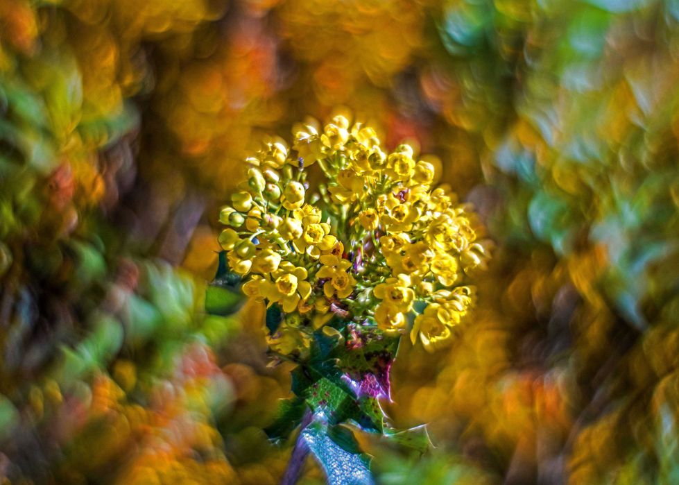 Helios- 44-M-4- Petzval