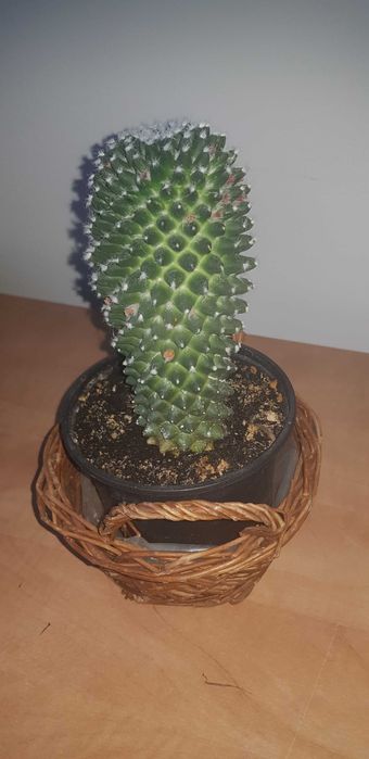 Sukulent Mammillaria polythele