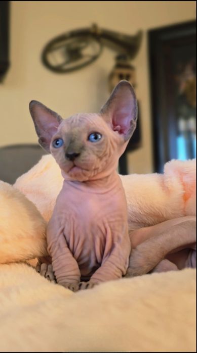 Kot sfinks niebieskie oczka przepiękne