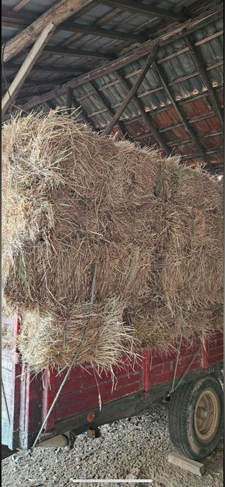 Feno ou palha nascediço