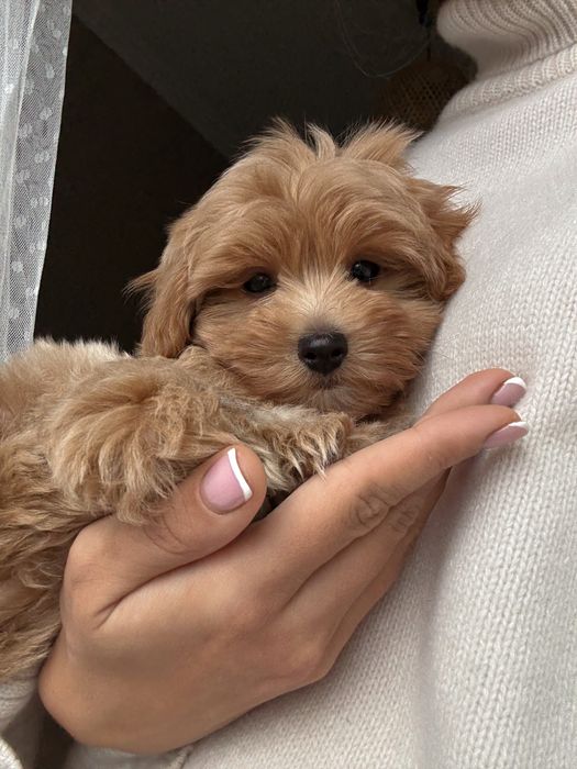 Чарівний хлопчик мальтипу, міні, Ф1