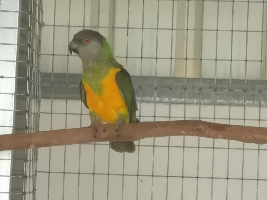 Fêmea papagaio Senegal 2022/troca