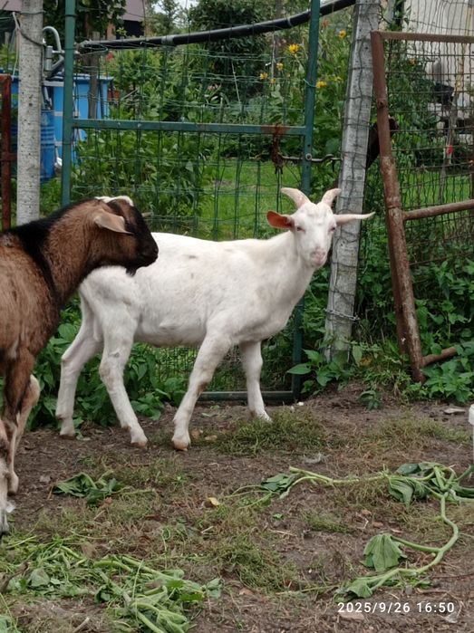 Kozioł koziołek capek anglonbijski AN  87%