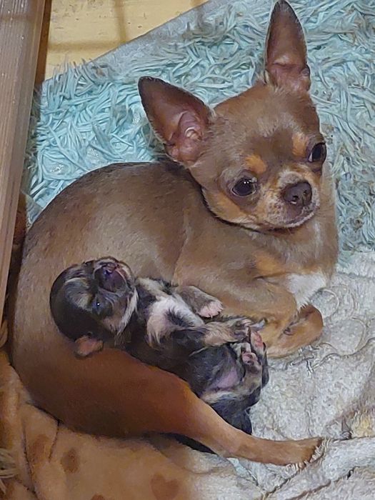 Sunia długowłosa,niebieska rzadko spotykana i przecudna