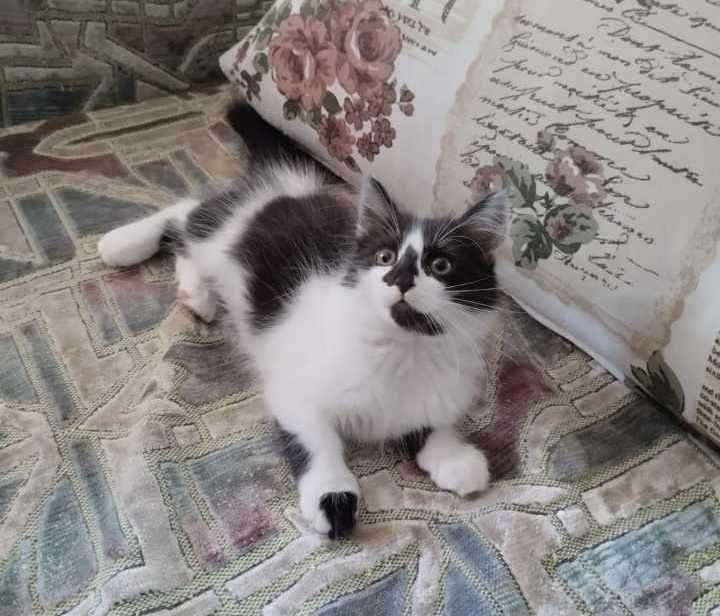 Грайливі, ласкові кошенята в добрі , надійні руки