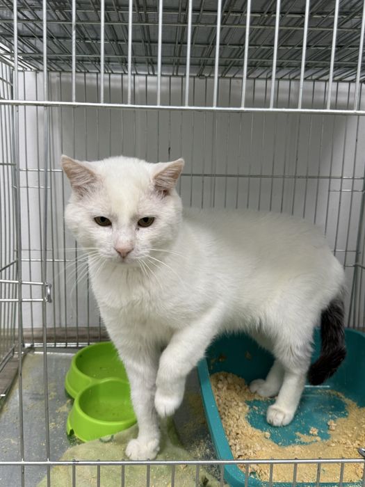 Віддаємо білого кота