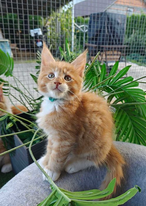Kocurek Maine Coon