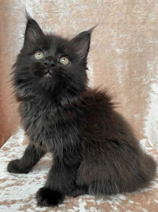 Черные Мейн куны мальчики Бартур и Бартез