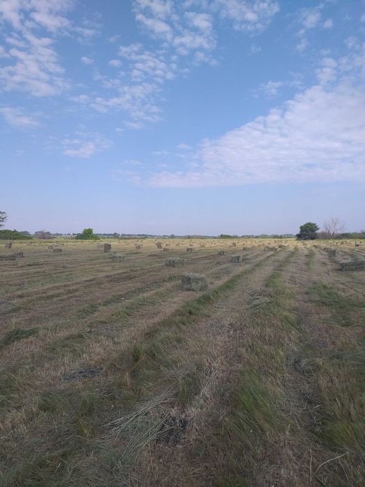 Продам сено Луговое