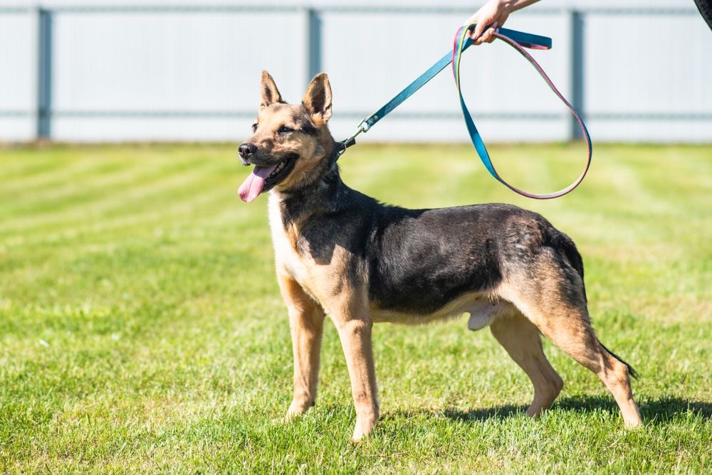 Hirek pies do adopcji