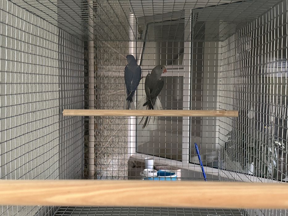 Ringnecks cleartail de 2025