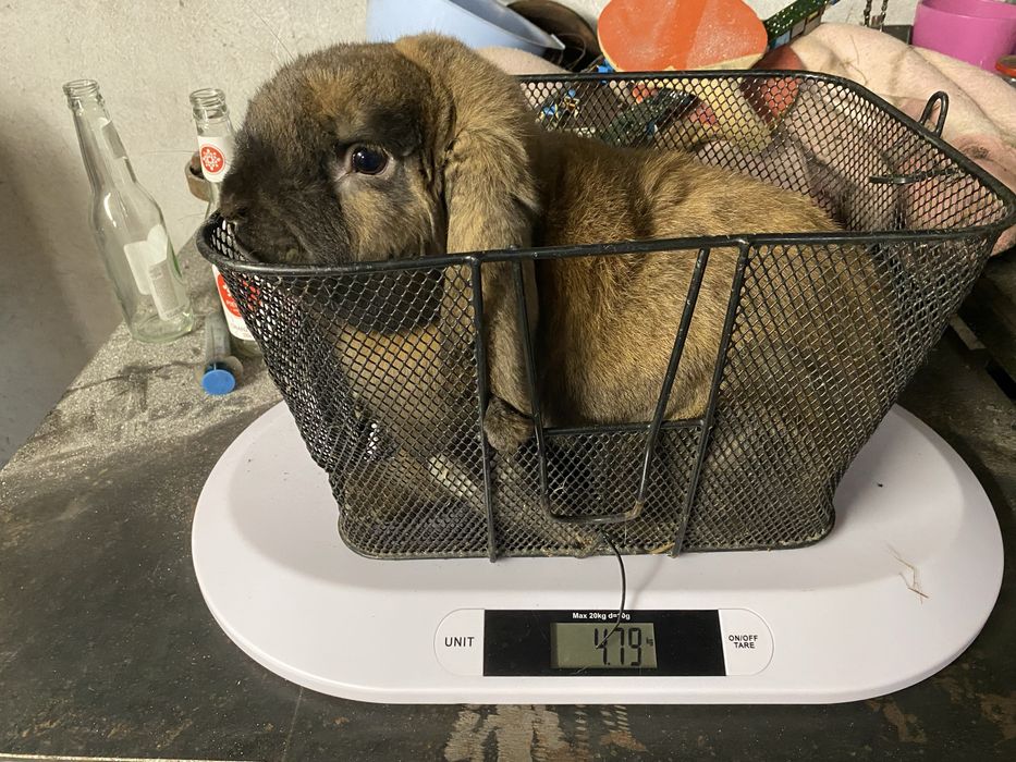 Samiec baran francuski madagaskar