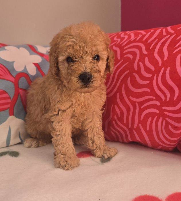 Piesek mini goldendoodle