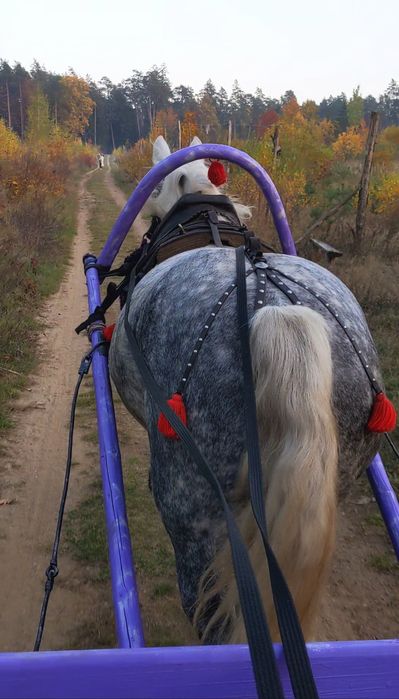 KULIGI ! OGNISKO ! zaprzeg konny !