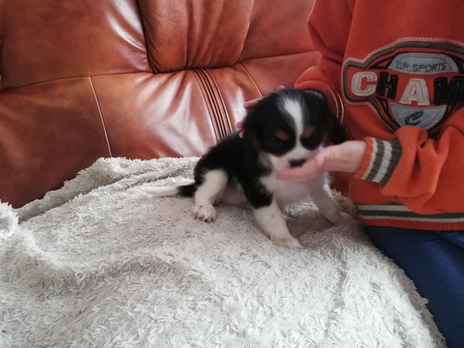 Cavalier King Charles Spaniel