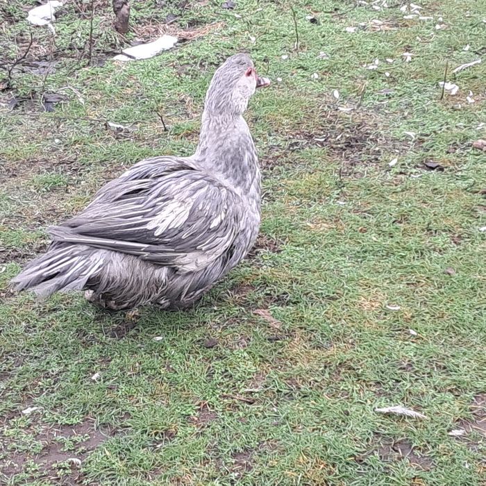 Продам качорів мускусних качок