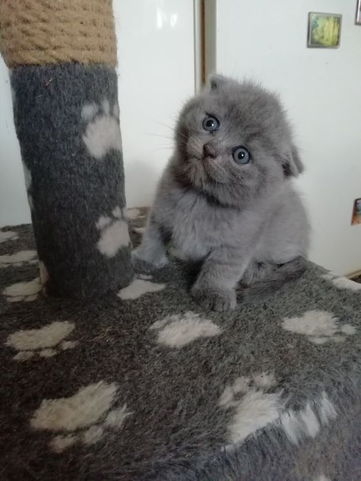 Котята шатладские веслоухие