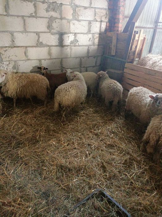 sprzedam owce merynos