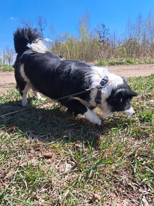 Czesia, suczka do adopcji