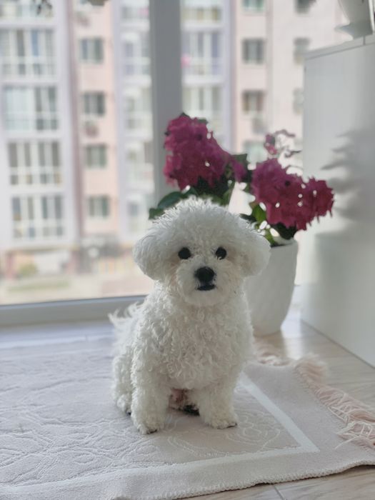 Вязка Бішон фрізе