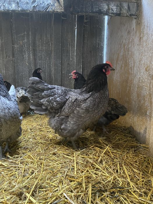 Jaja lęgowe AUSTRALORP niebieski