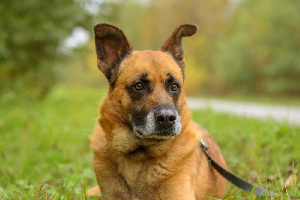 Wspaniały duży rudy pies - Lord marzy o kochającym domu