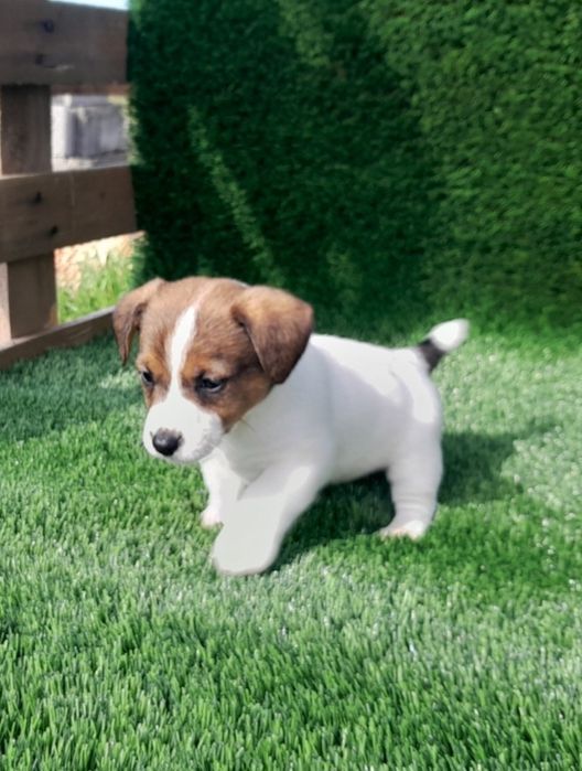 Jack Russell Terrier
