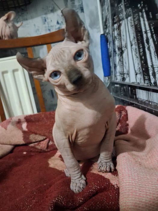 Кошенята сфінкс-ельф