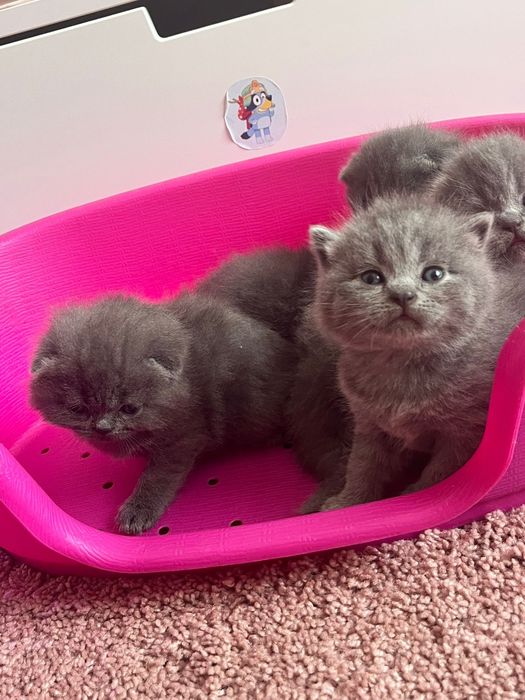 Gatinhos scottish fold