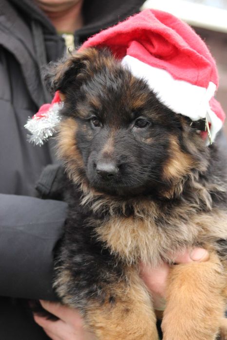 Гарні Дівчата Німецької  Вівчарки