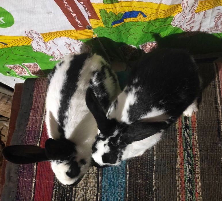 Кролі . Молоді кролиці Німецького строкача вік 4,5 міс.