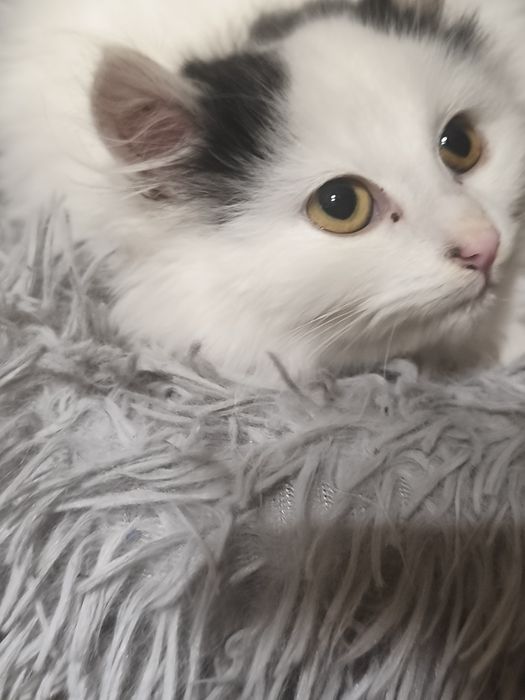 Віддам в добрі руки