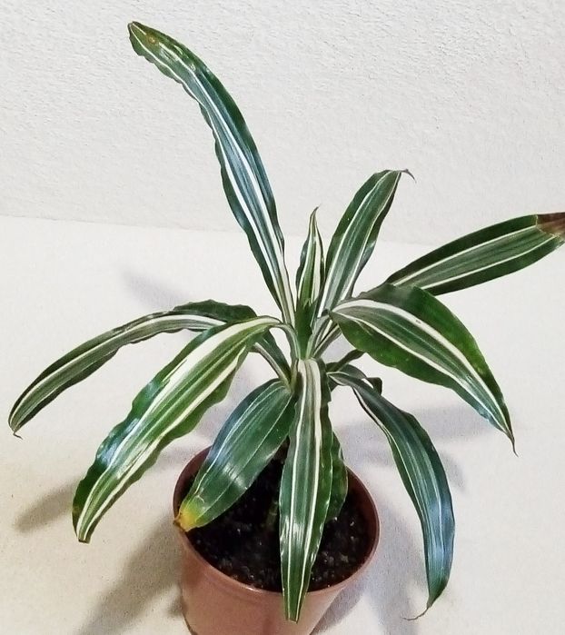 Драцена двухцветная